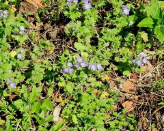 Phacelia patuliflora