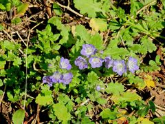 Phacelia patuliflora