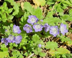 Phacelia patuliflora