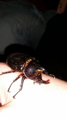 Heterogomphus schoenherri