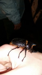 Heterogomphus schoenherri