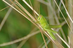 Schistocerca pallens