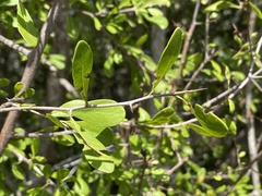 Sideroxylon celastrinum