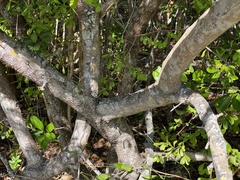 Sideroxylon celastrinum