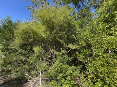 Sideroxylon celastrinum