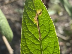 Bucculatrix plucheae