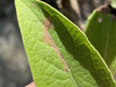 Bucculatrix plucheae