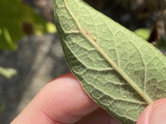 Bucculatrix plucheae