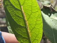 Bucculatrix plucheae