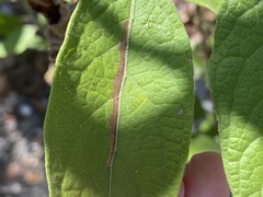 Bucculatrix plucheae