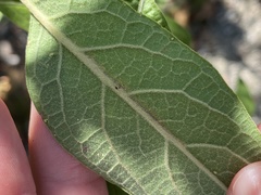 Bucculatrix plucheae