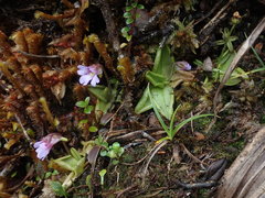 Pinguicula calyptrata
