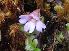 Pinguicula calyptrata