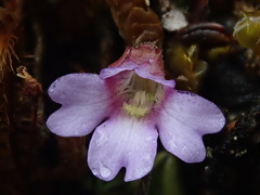 Pinguicula calyptrata