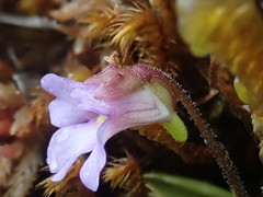 Pinguicula calyptrata