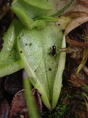 Pinguicula calyptrata