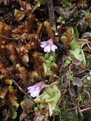 Pinguicula calyptrata