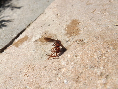 Tachypompilus