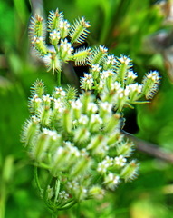 Torilis tenella