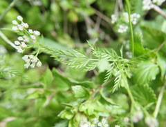Torilis tenella