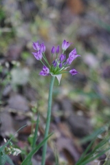 Allium peninsulare