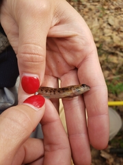 Etheostoma inscriptum