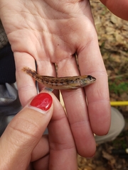 Etheostoma inscriptum