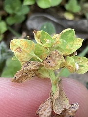 Puccinia euphorbiae