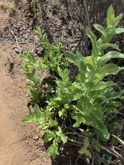 Acourtia microcephala