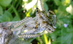 Yponomeuta cagnagella