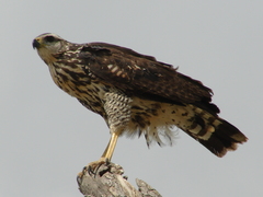 Great Black Hawk photo 2