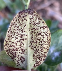 Puccinia vincae