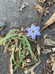 Ipheion uniflorum