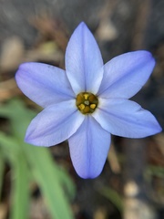 Ipheion uniflorum