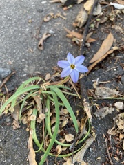 Ipheion uniflorum