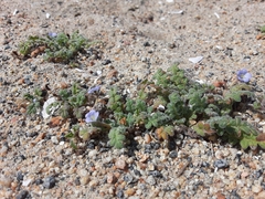 Phacelia stellaris