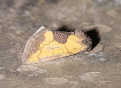 Stiria dyari
