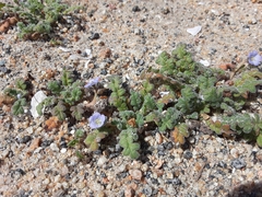 Phacelia stellaris