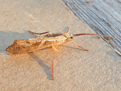 Nemotaulius hostilis