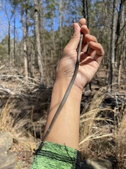 Diadophis punctatus stictogenys