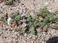 Phacelia stellaris