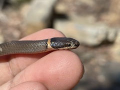 Diadophis punctatus stictogenys
