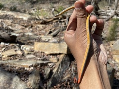 Diadophis punctatus stictogenys