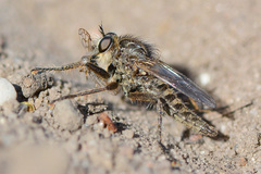 Dysmachus trigonus