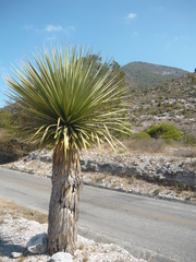 Nolineae