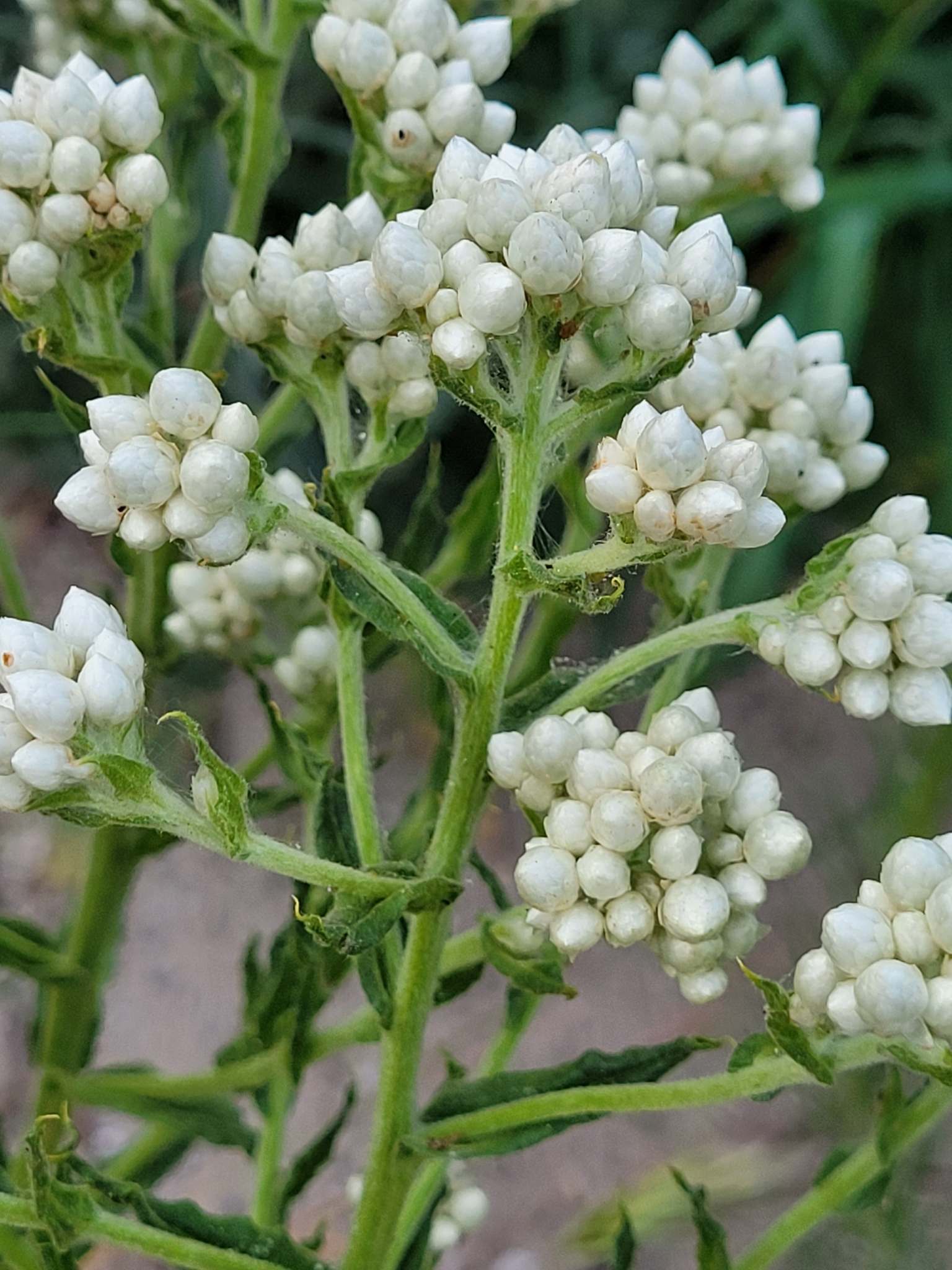 Pseudognaphalium californicum