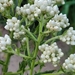 California Cudweed - Photo (c) Melissa, some rights reserved (CC BY-NC), uploaded by Melissa