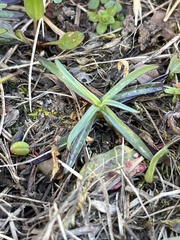 Dianthus deltoides deltoides