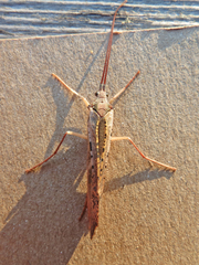 Nemotaulius hostilis