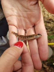 Etheostoma inscriptum